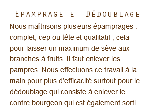 Epamprage et Dédoublage Nous maîtrisons plusieurs épamprages : complet, cep ou tête et qualitatif ; cela pour laisser un maximum de sève aux branches à fruits. Il faut enlever les pampres. Nous effectuons ce travail à la main pour plus d’efficacité surtout pour le dédoublage qui consiste à enlever le contre bourgeon qui est également sorti.